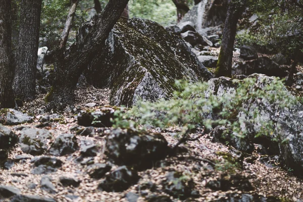 Mossiga stenar i skogen — Stockfoto