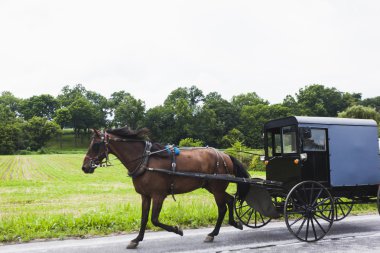 Amish horse and carriage  clipart