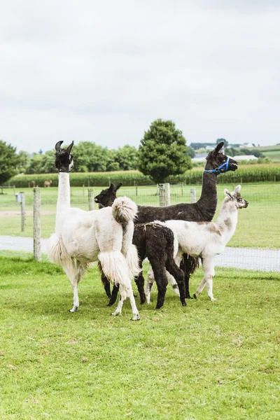 Four Lama's on farm in Amish country — Stock Photo, Image