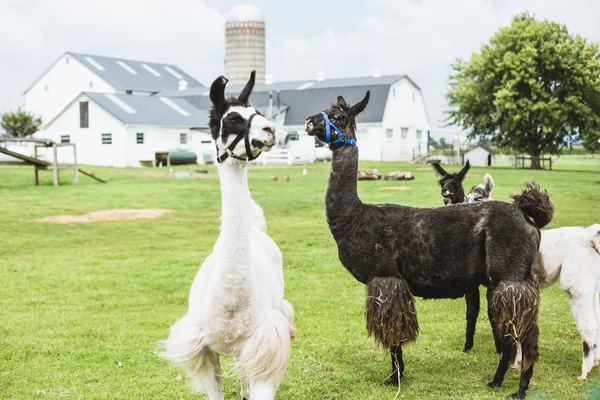 Four Lama's on farm in Amish country — Stock Photo, Image