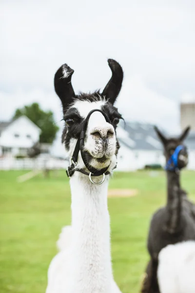 Lama in boerderij — Stockfoto