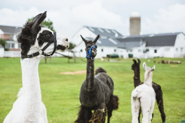Vier Lama 's auf Bauernhof im Amish-Land — Stockfoto