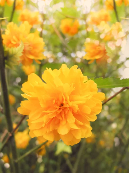 Arbusto de flores — Fotografia de Stock