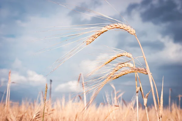 Getreide auf dem Feld — Stockfoto