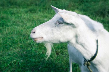 Beyaz Keçi yan çekim