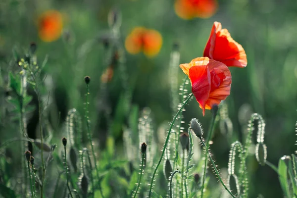 Poppies in the field — Stock Photo, Image