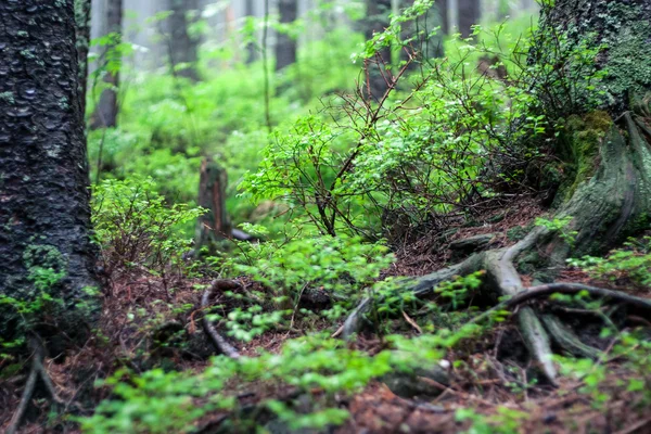 Forest — Stock Photo, Image