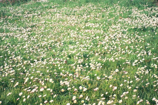 Field of the daisies — Stock Photo, Image
