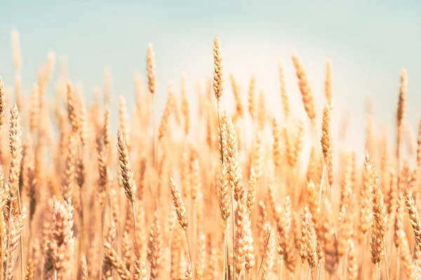 Champ de blé — Photo
