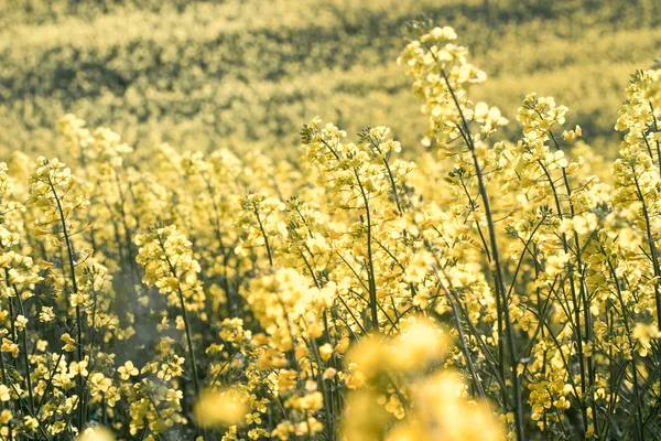 Field of rapeseed — Stock Photo, Image