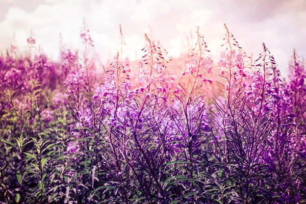 Virágok naplementekor — Stock Fotó