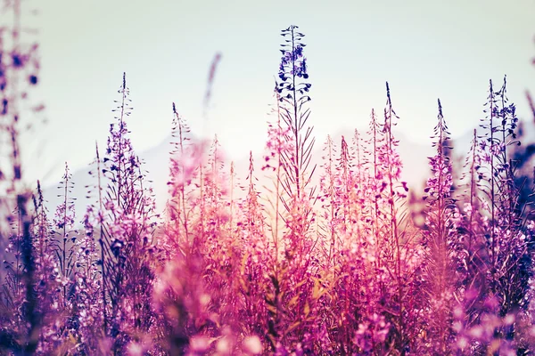 Bloemen bij zonsondergang — Stockfoto