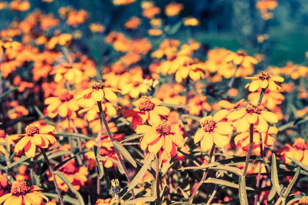 庭の花 — ストック写真