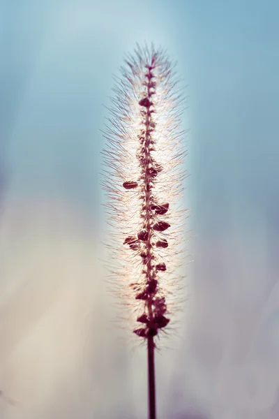 Pianta in fiore — Foto Stock