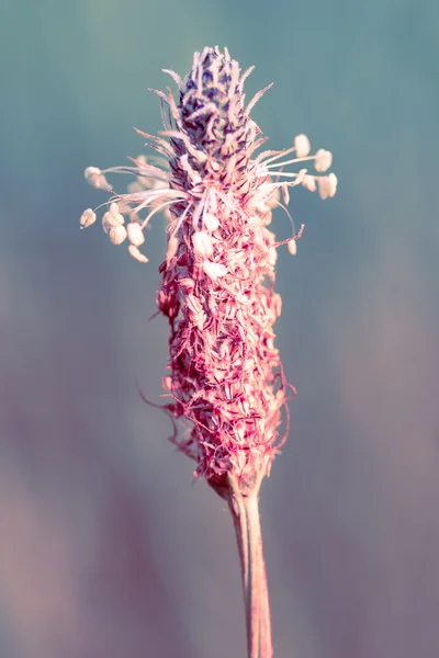 Bloeiende plant — Stockfoto