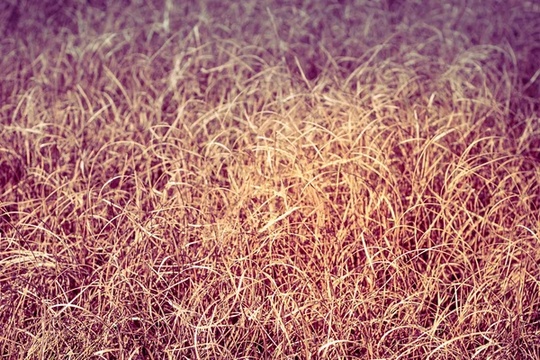 Dry red grass — Stock Photo, Image