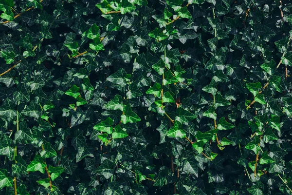 Зеленые Листья Рисунок Фона Естественный Фон Обои Текстура Маленьких Зеленых — стоковое фото