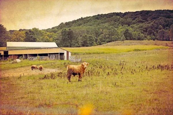 Волосатые коровы — стоковое фото