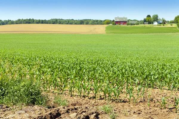 Amerikanisches Maisfeld — Stockfoto