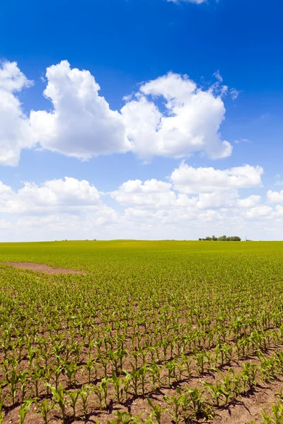 Американская кукуруза — стоковое фото