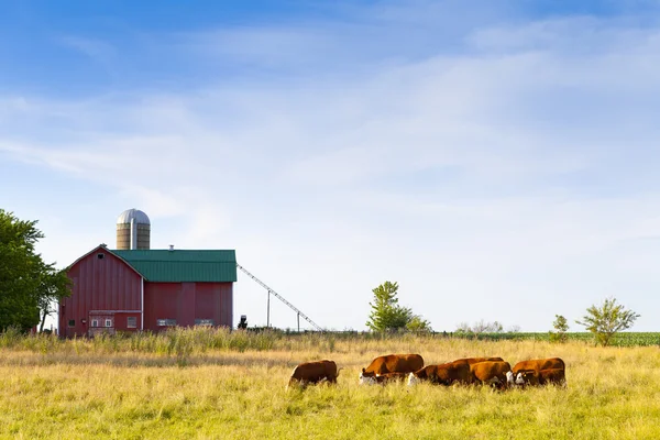 Mucche in fattoria — Foto Stock