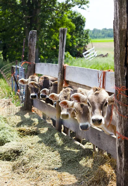 Бурые коровы — стоковое фото