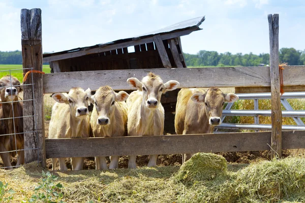 Bruin koeien — Stockfoto