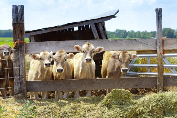 Braune Kühe — Stockfoto