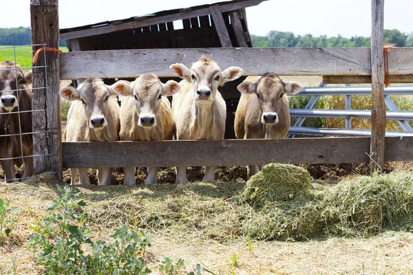Vacas pardas — Foto de Stock