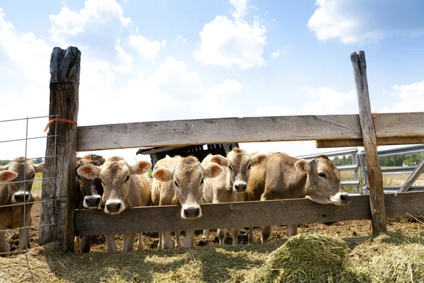 Vacas marrons — Fotografia de Stock