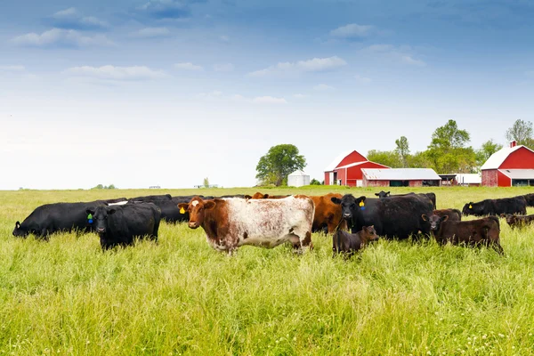 Vacas — Fotografia de Stock