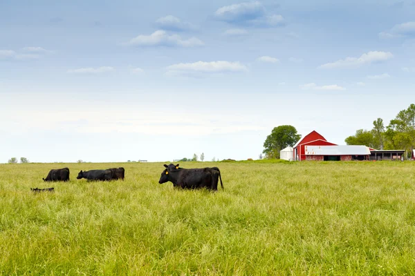 Cows — Stock Photo, Image