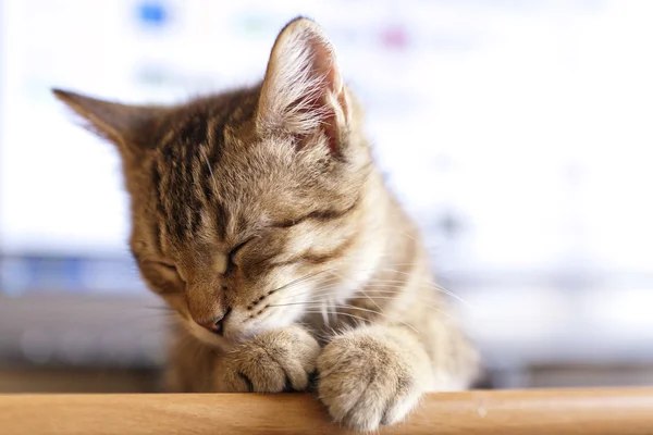 Katt med tangentbord — Stockfoto