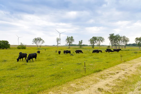 Mucche su un campo — Foto Stock