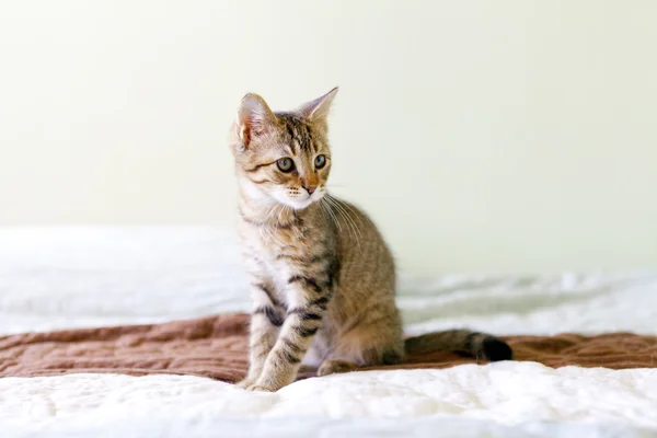 Kitten — Stock Photo, Image