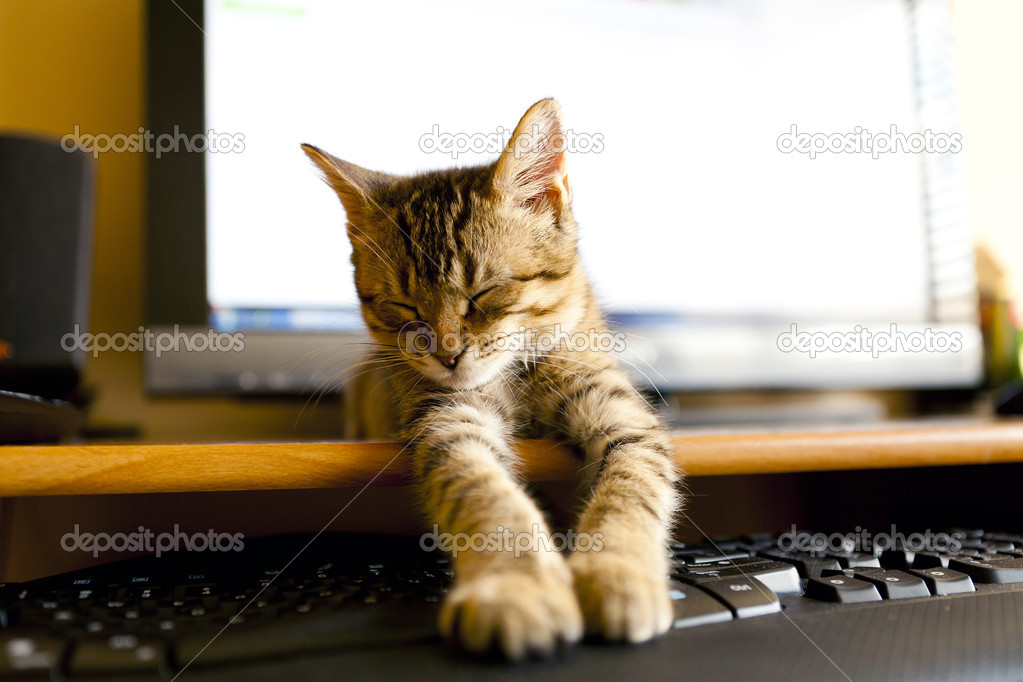 Cat with Keyboard