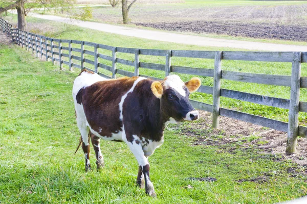 Terreni agricoli - Vacca — Foto Stock