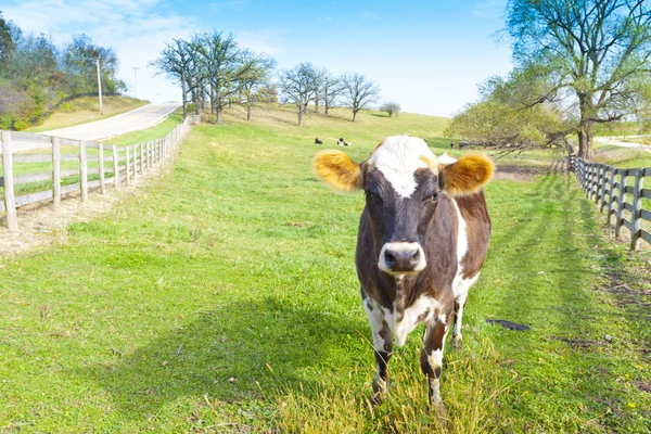 Terreni agricoli - Vacca — Foto Stock