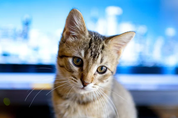 Business Kitty — Stock Photo, Image