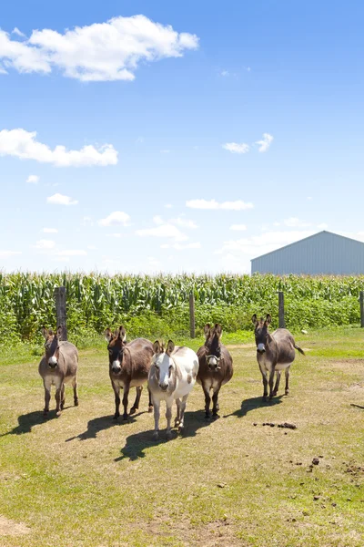 Burros. — Foto de Stock