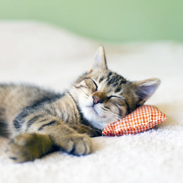 Pequeno gatinho — Fotografia de Stock