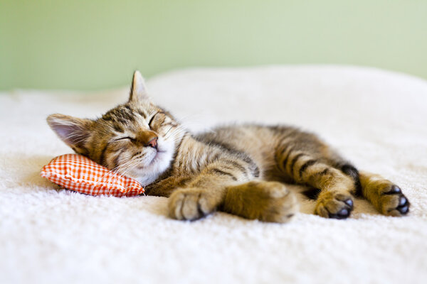 Pequeño gatito — Foto de Stock