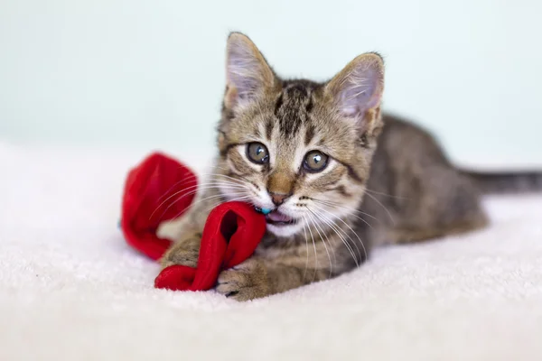 Small Cat — Stock Photo, Image