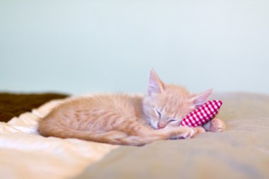 Kitty ile yastık uyku