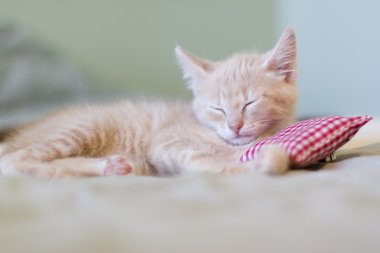 Kitty ile yastık uyku