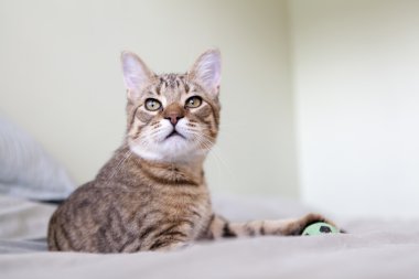 küçük kedi