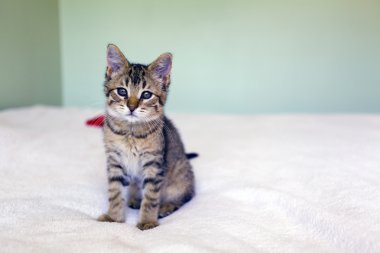 Yavru kedi