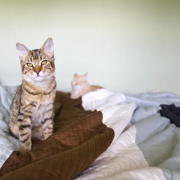 Pequeño gato —  Fotos de Stock