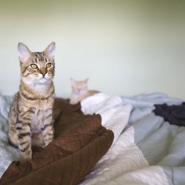 Kleine Miezekatze — Stockfoto