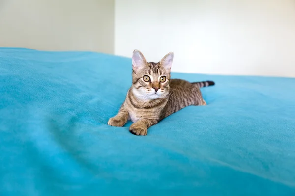 Pequeño gato —  Fotos de Stock